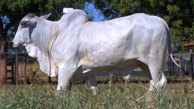 Lote 123