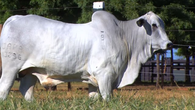 Lote 125