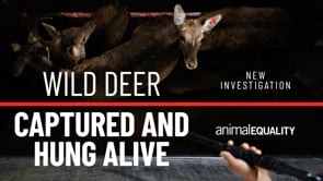 Animal Equality investigation inside a deer slaughterhouse