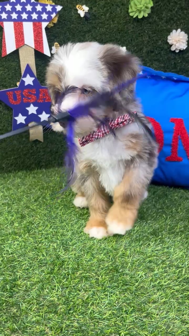 Male Bernedoodle Mini puppy named Cooper for sale at Puppy Dreams - Carrollton. video thumbnail