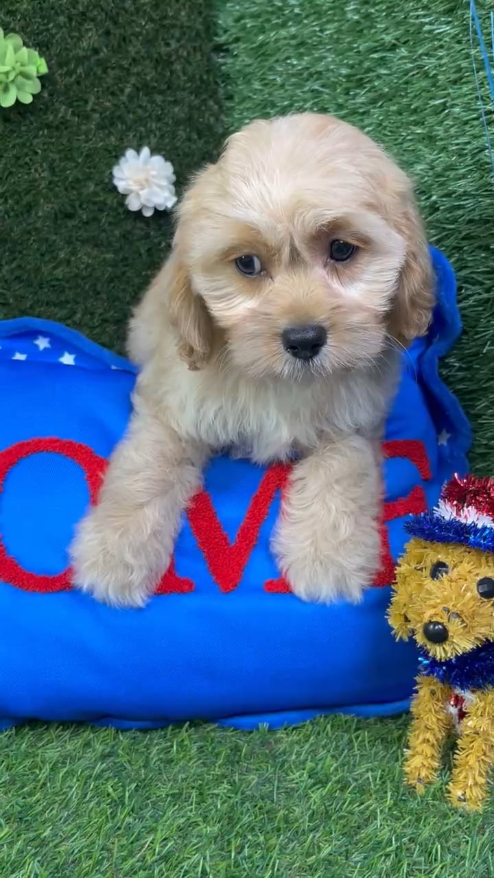 Female Cavapoo puppy named Peach for sale at Puppy Dreams - Carrollton. video thumbnail