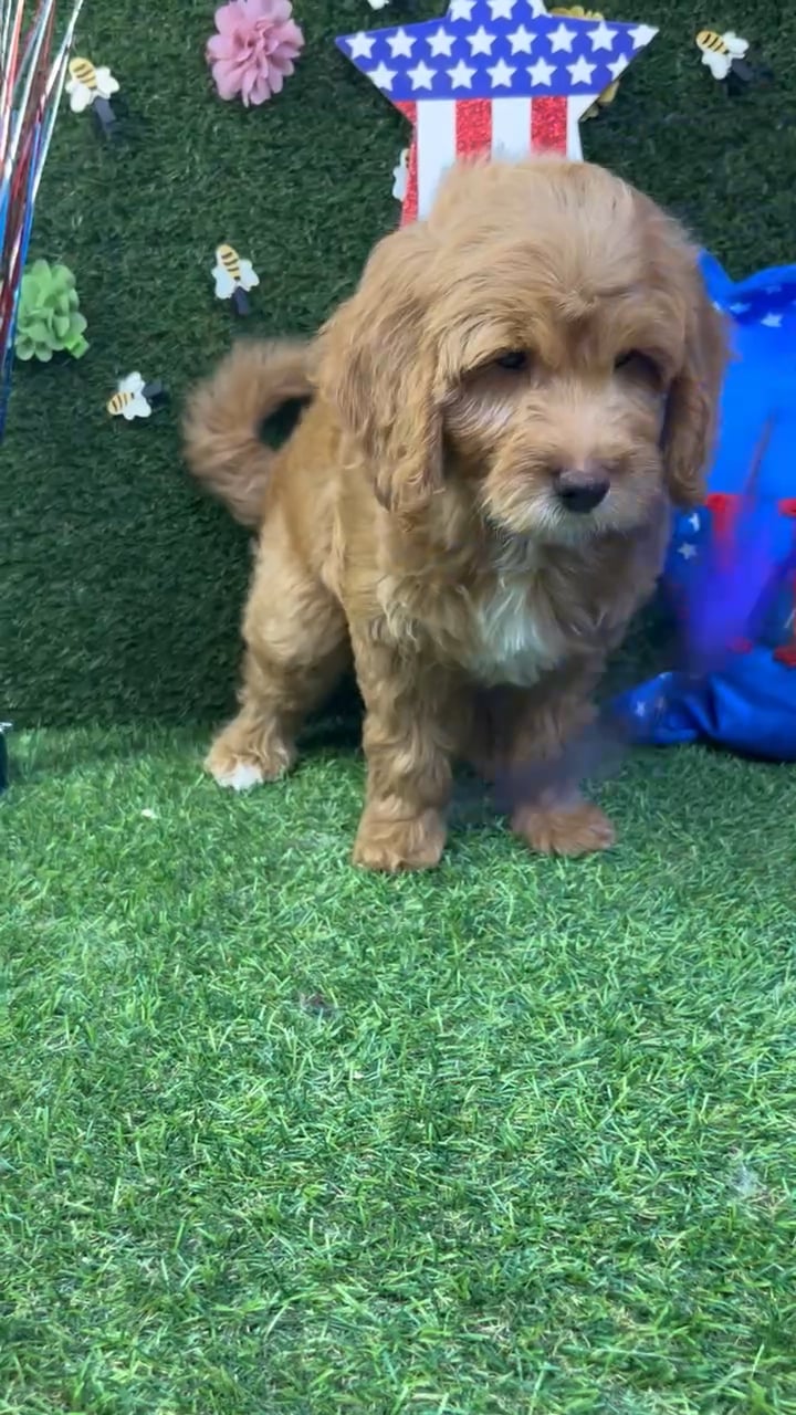 Female Mini Goldendoodle puppy named April for sale at Puppy Dreams - Carrollton. video thumbnail