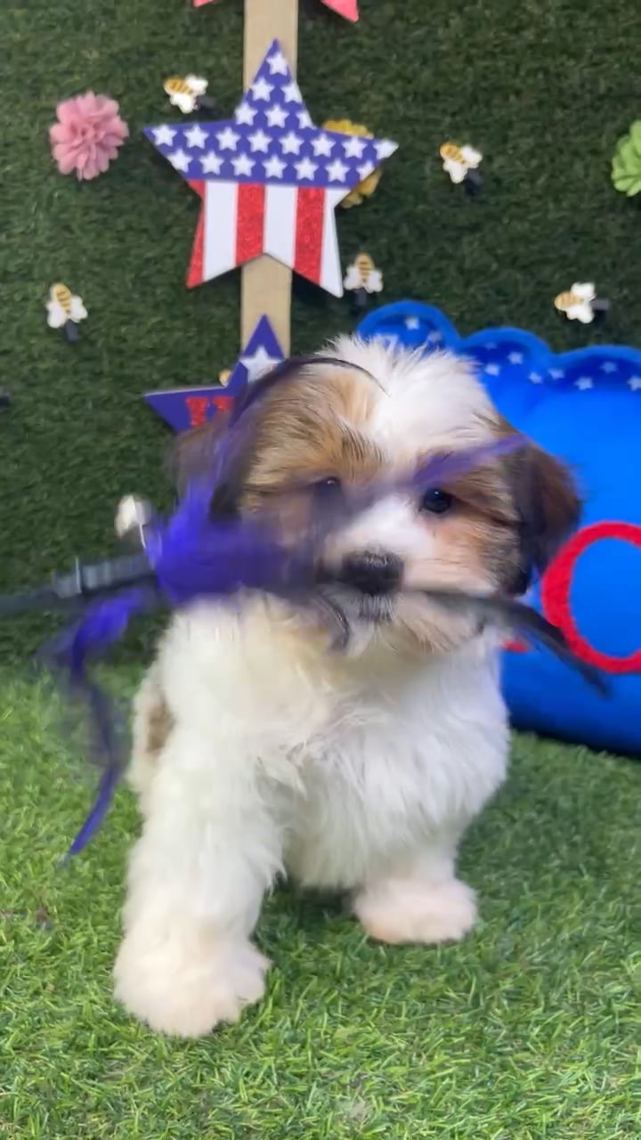 Male Shorkie puppy named Chip for sale at Puppy Dreams - Carrollton. video thumbnail