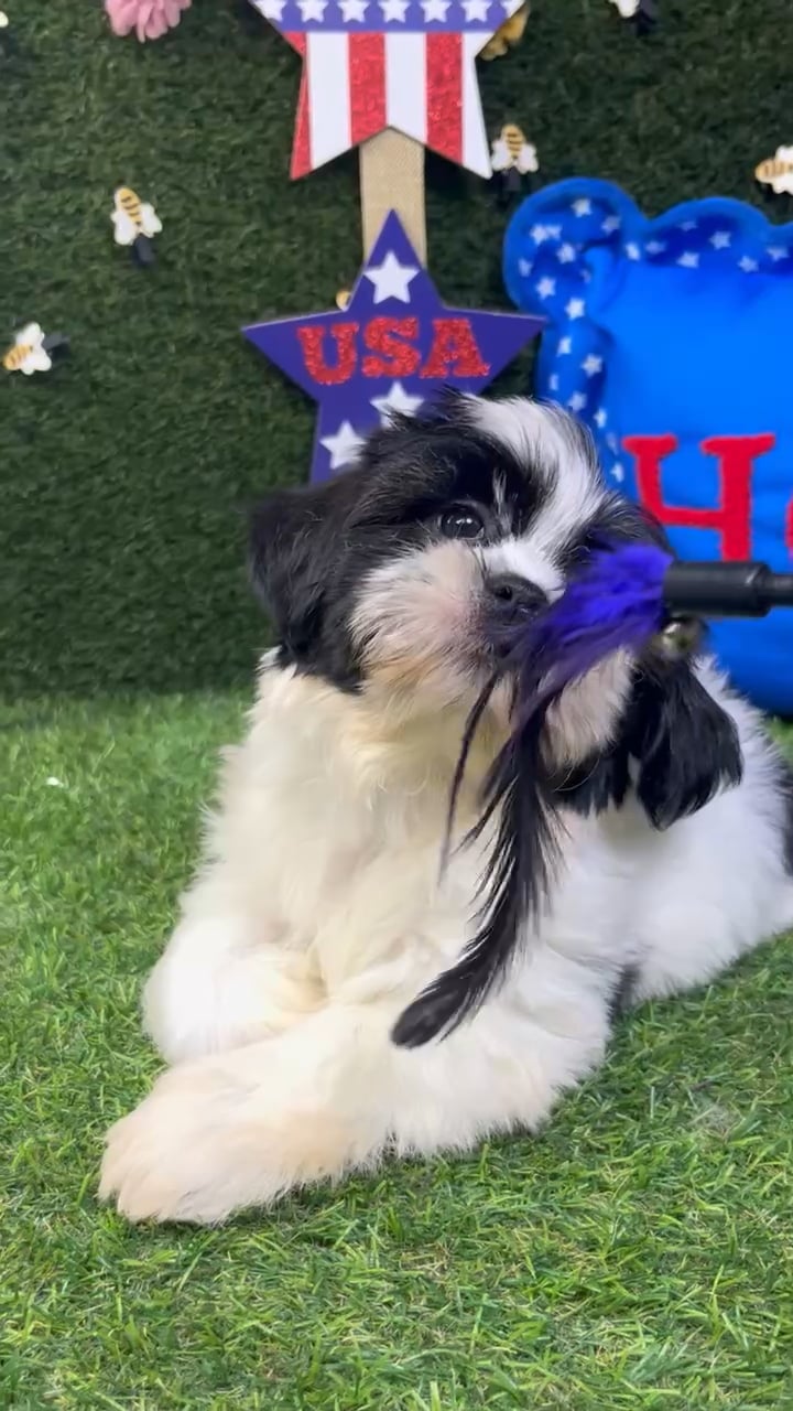 Male Shorkie puppy named Dale for sale at Puppy Dreams - Carrollton. video thumbnail
