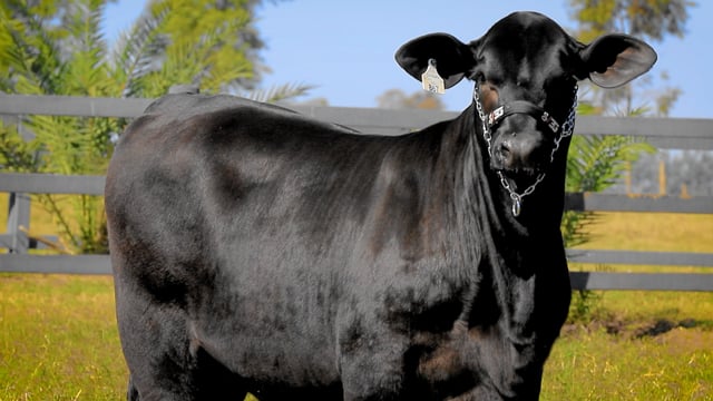 Lote 14