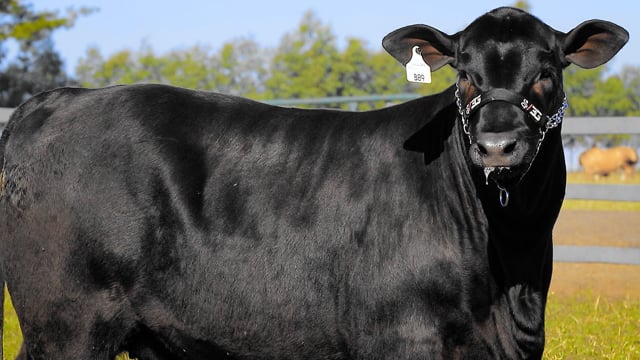 Lote 12
