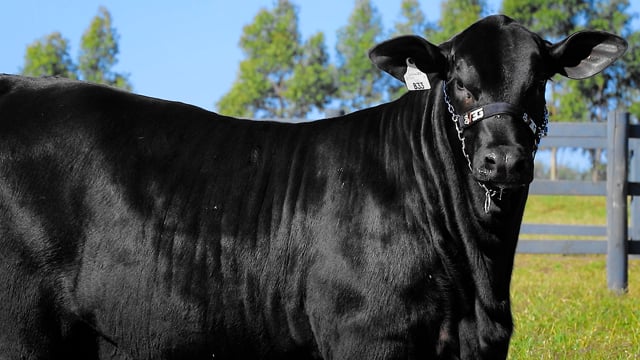 Lote 16