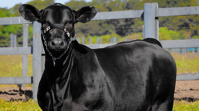 Lote 19