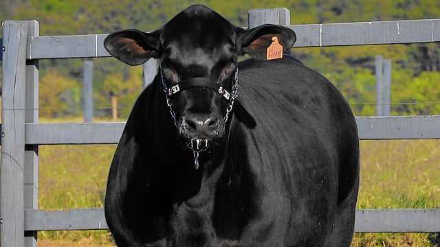 Lote 25