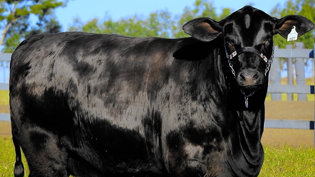 Lote 26