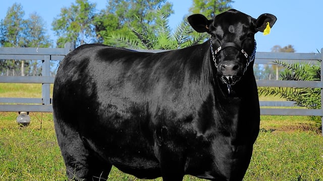 Lote 28