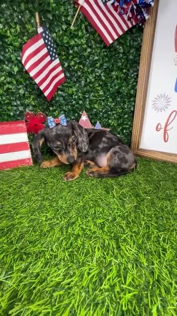Female Dachshund puppy named *Sparkle* for sale at Puppy Dreams - Mansfield. video thumbnail