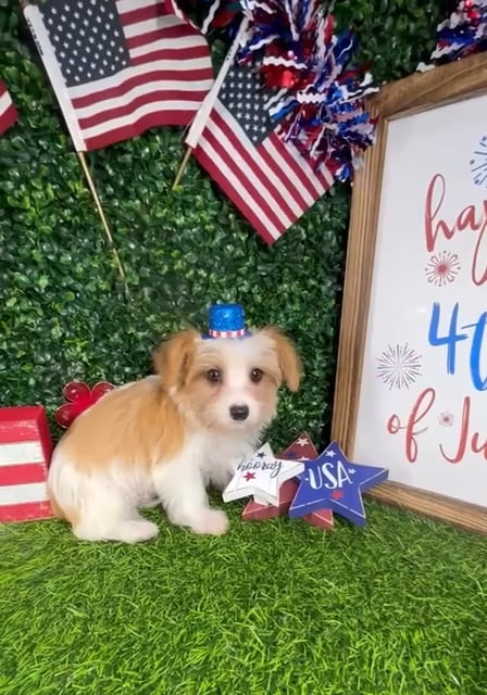 Male Morkie puppy named *Stripes* for sale at Puppy Dreams - Mansfield. video thumbnail