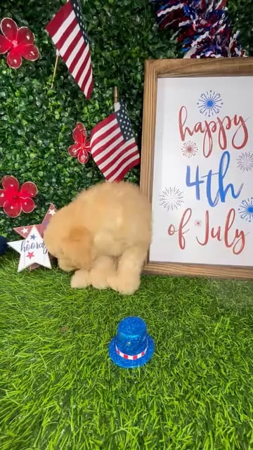Male Mini Poodle puppy named *Maverick* for sale at Puppy Dreams - Mansfield. video thumbnail