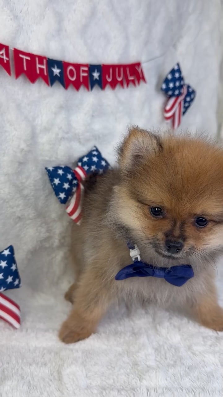 Male Pomeranian puppy named Remy for sale at Puppy Dreams - Garland. video thumbnail