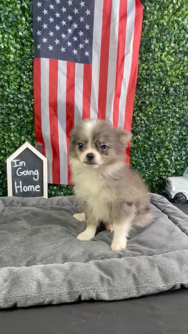 Male Pomchi puppy named Jerry for sale at Puppy Dreams - West Little Rock. video thumbnail