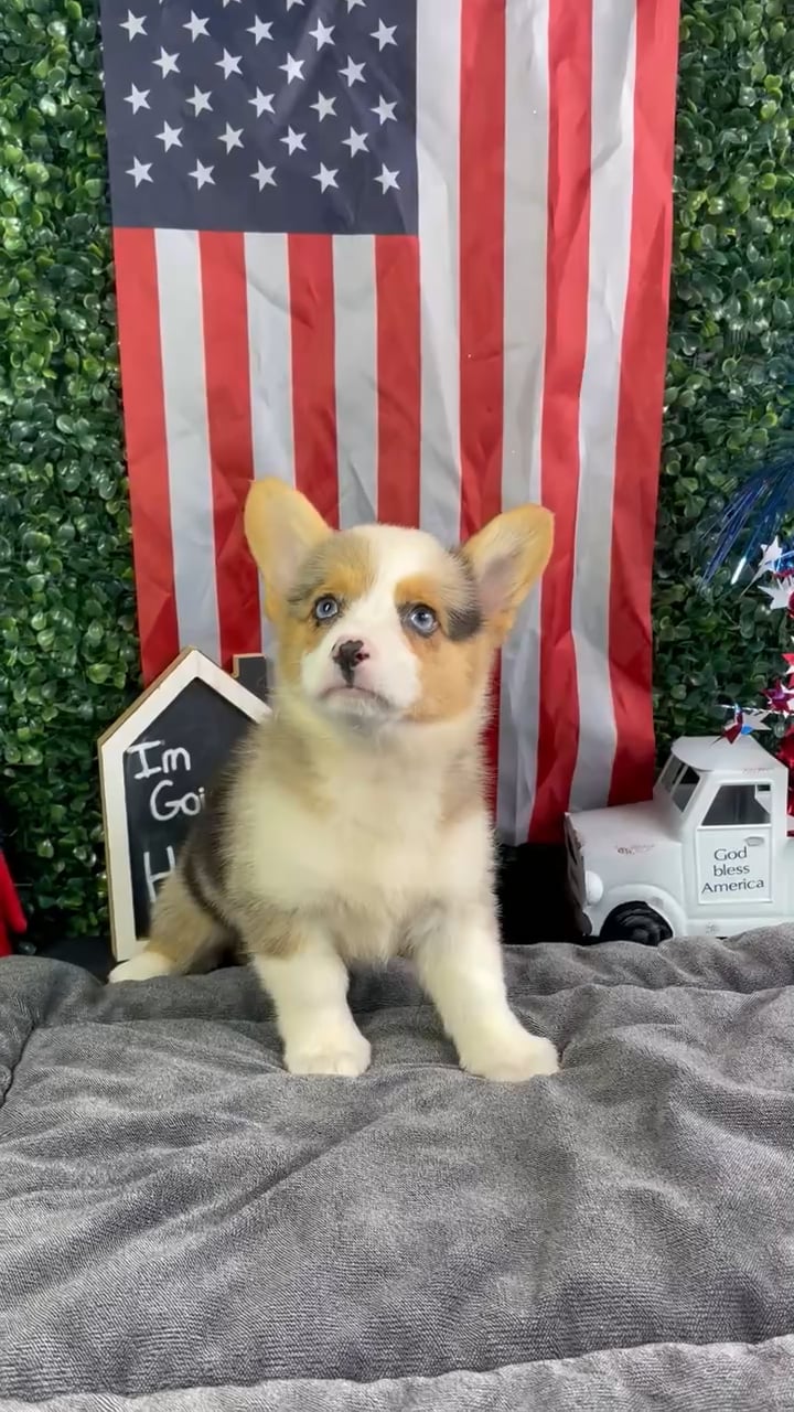 Female Pembroke Welsh Corgi puppy named Rachel for sale at Puppy Dreams - West Little Rock. video thumbnail