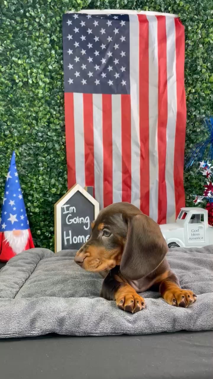Male Dachshund puppy named Kramer for sale at Puppy Dreams - West Little Rock. video thumbnail
