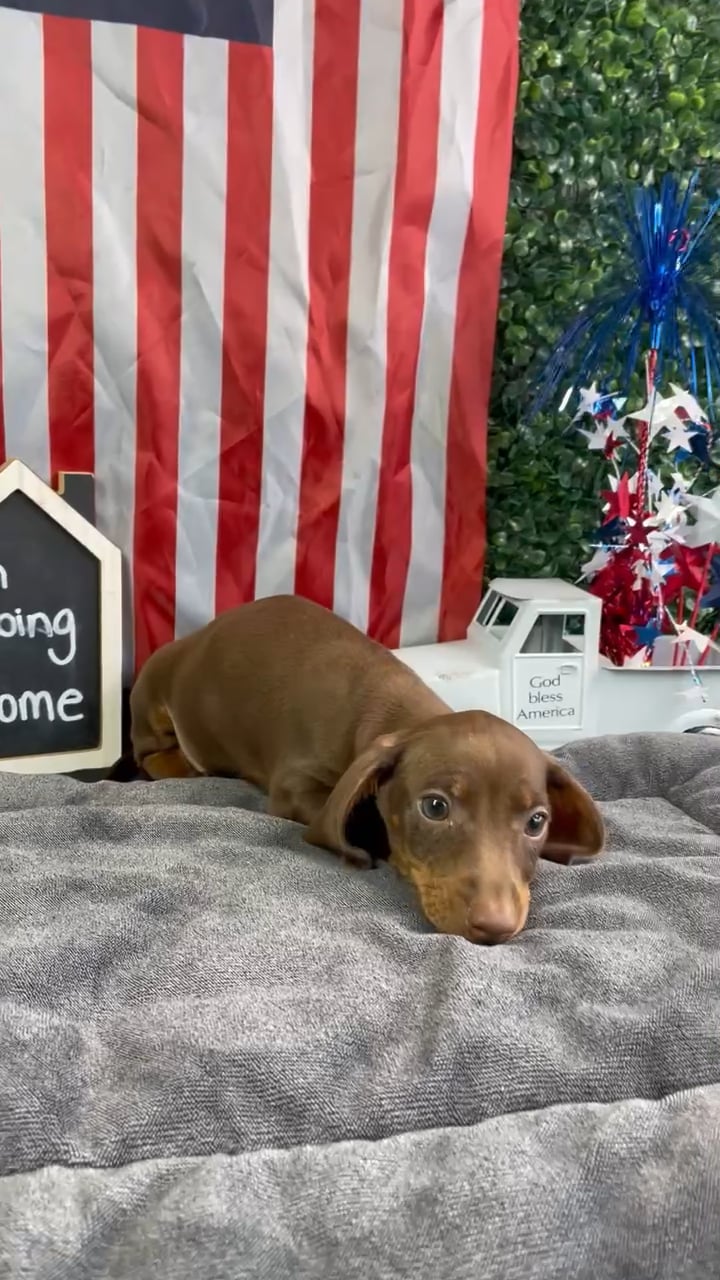 Male Dachshund puppy named Ross for sale at Puppy Dreams - West Little Rock. video thumbnail