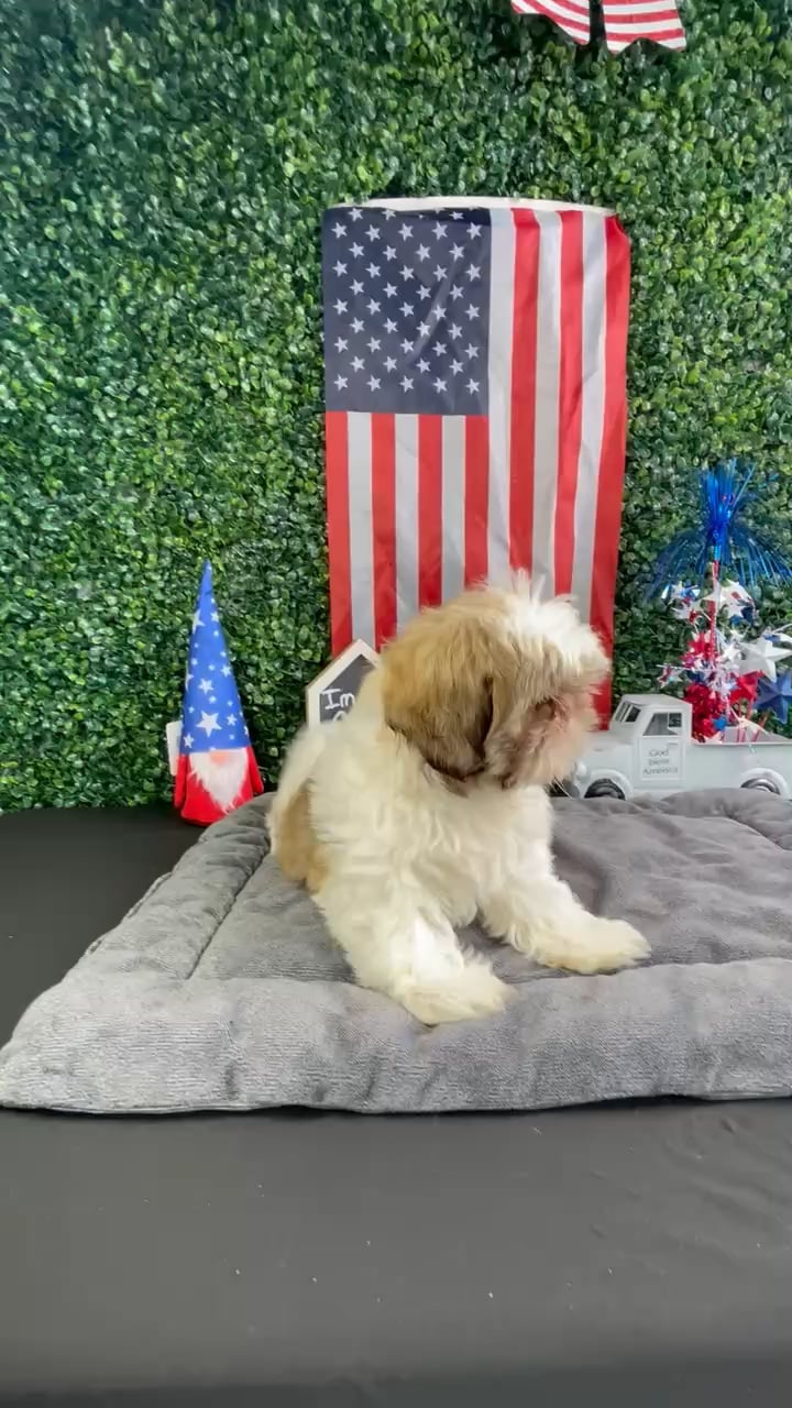 Female Shih Tzu puppy named Monica for sale at Puppy Dreams - West Little Rock. video thumbnail