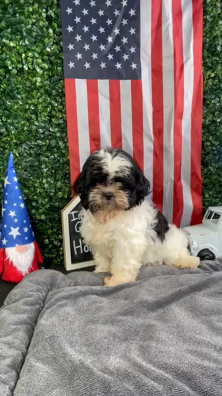 Female Shih Tzu puppy named Elaine for sale at Puppy Dreams - West Little Rock. video thumbnail