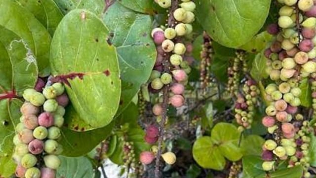 Under the Sea Grape - by Josephine Gomez