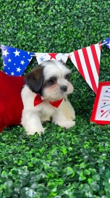 Male Shorkie puppy named Nico for sale at Puppy Dreams - North Richland Hills. video thumbnail