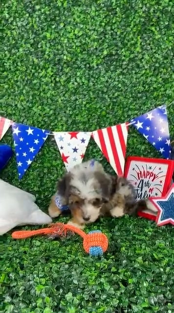 Male Bernedoodle Mini puppy named Oliver for sale at Puppy Dreams - North Richland Hills. video thumbnail