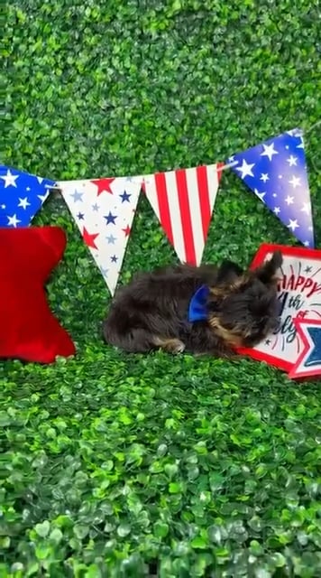 Male Yorkie puppy named Pip for sale at Puppy Dreams - North Richland Hills. video thumbnail