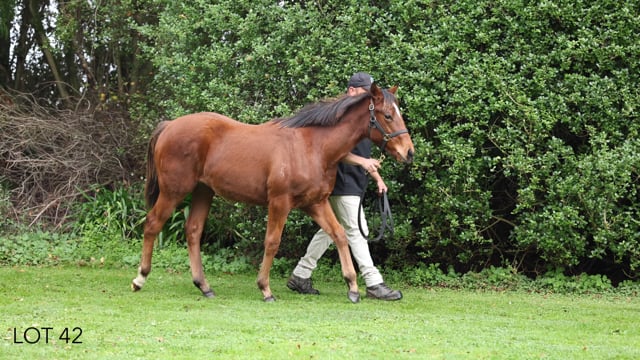 Lot 42