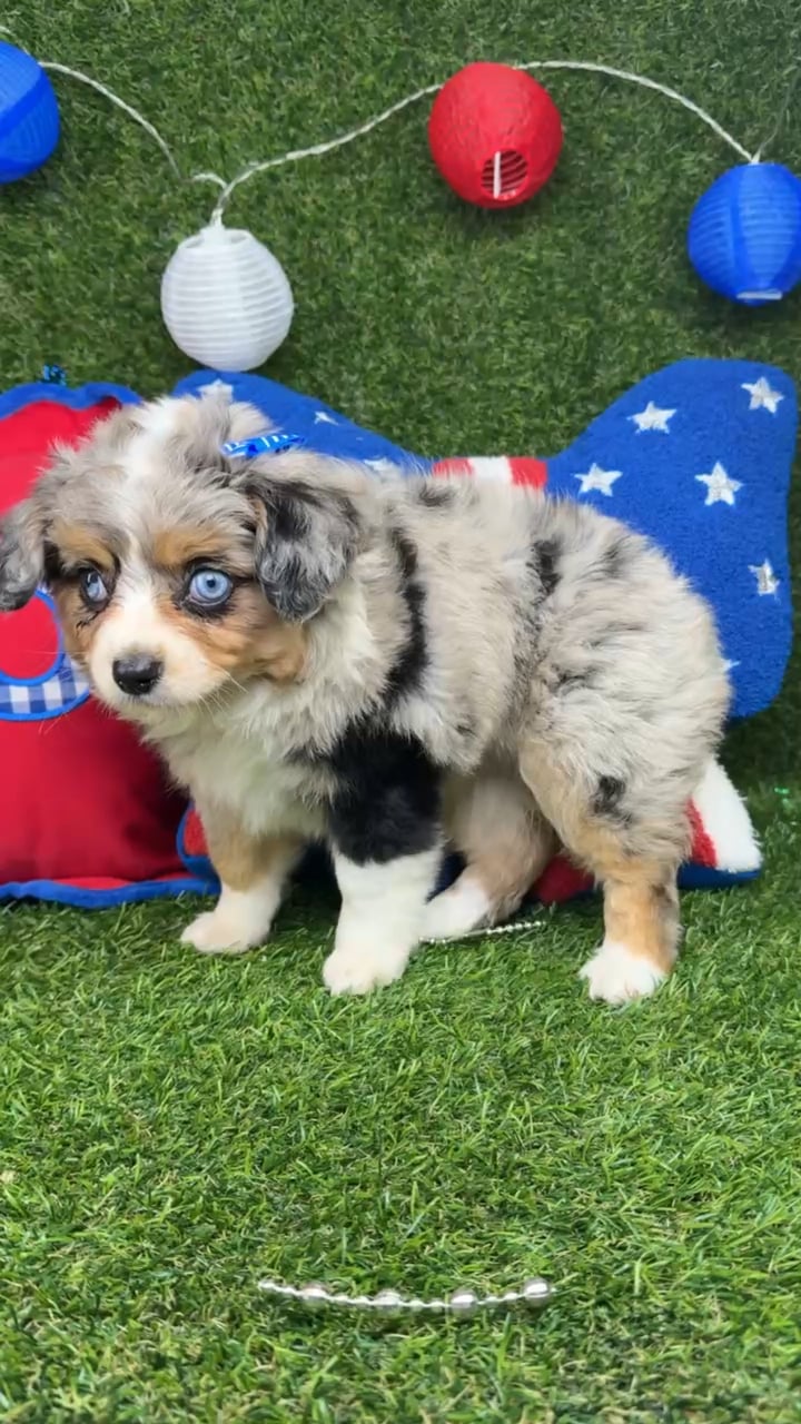 Female Mini Aussie puppy named Dori for sale at Puppy Dreams - Arlington. video thumbnail