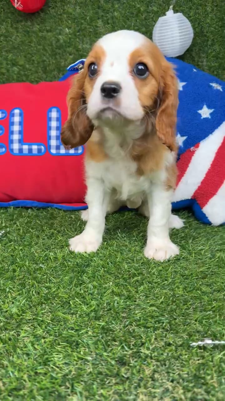 Female Cavalier King Charles Spaniel puppy named Toffee for sale at Puppy Dreams - Arlington. video thumbnail