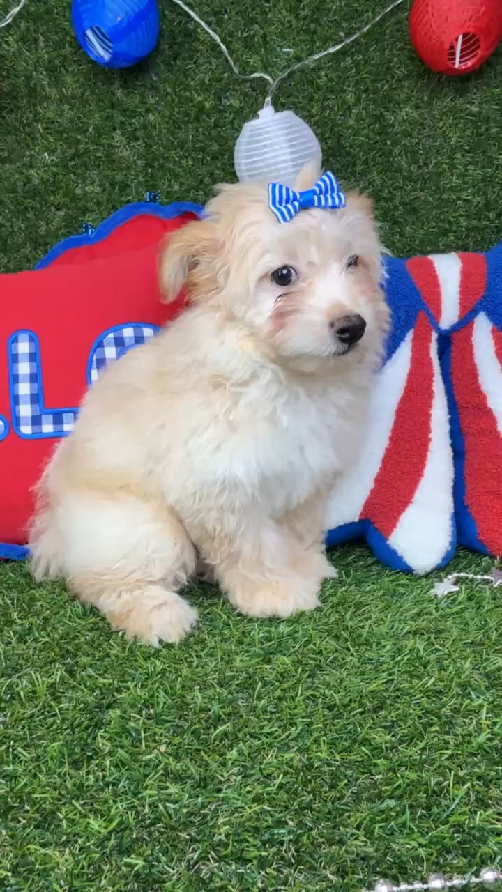 Female Pom-A-Poo puppy named Sushi for sale at Puppy Dreams - Arlington. video thumbnail