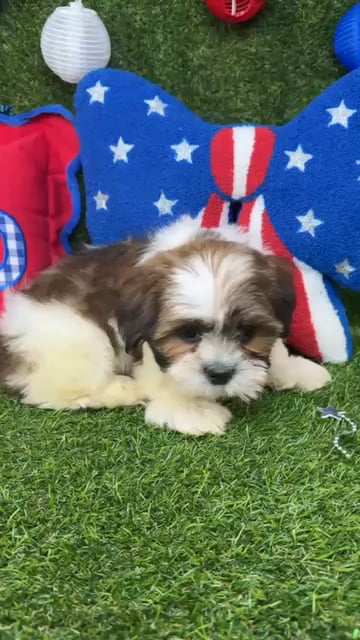 Male Shorkie puppy named Smooches for sale at Puppy Dreams - Arlington. video thumbnail