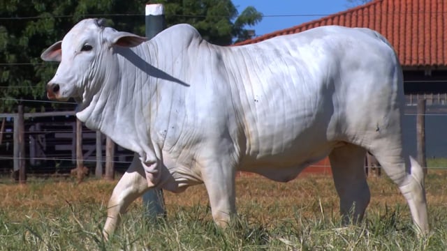Lote 01
