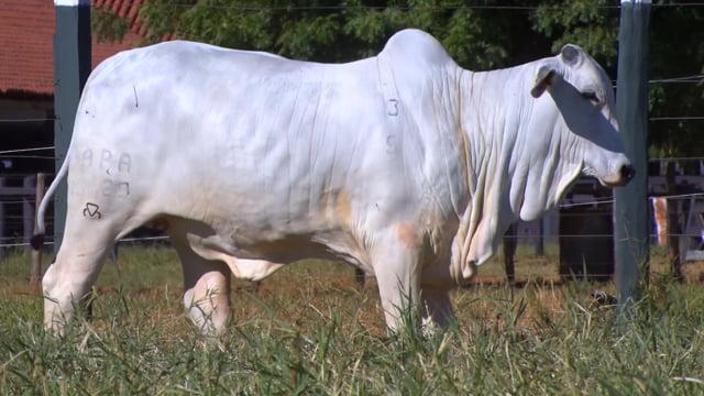 Lote 03