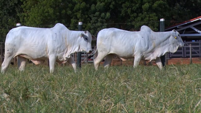 Lote 07