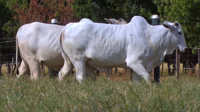 Lote 06