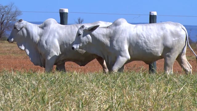 Lote 09