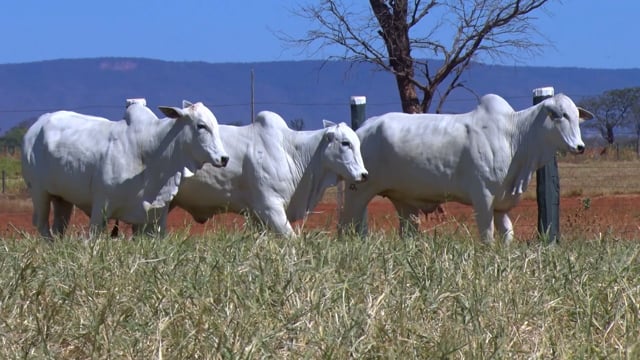 Lote 19