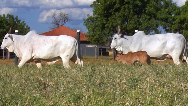 Lote 29