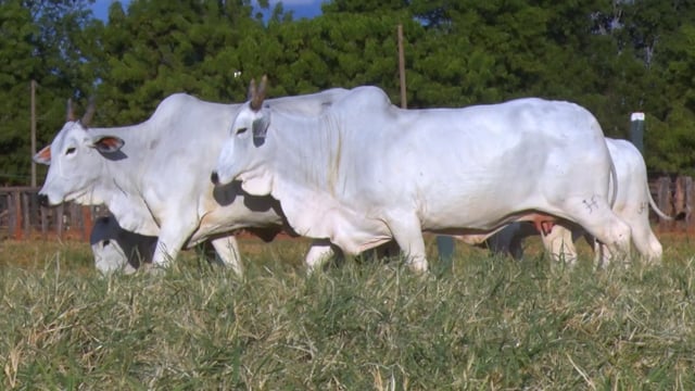 Lote 39