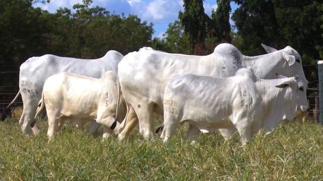 Lote 45