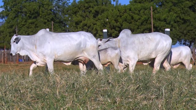 Lote 49
