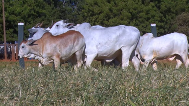 Lote 51