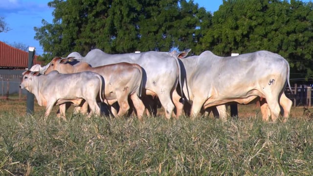 Lote 53