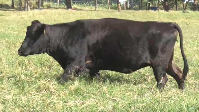 Lote 01