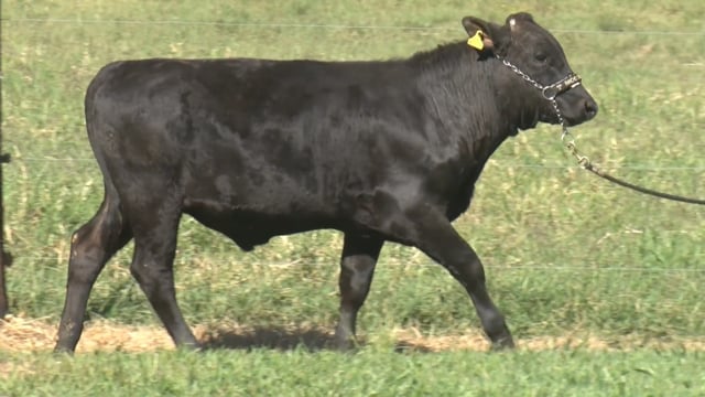 Lote 04