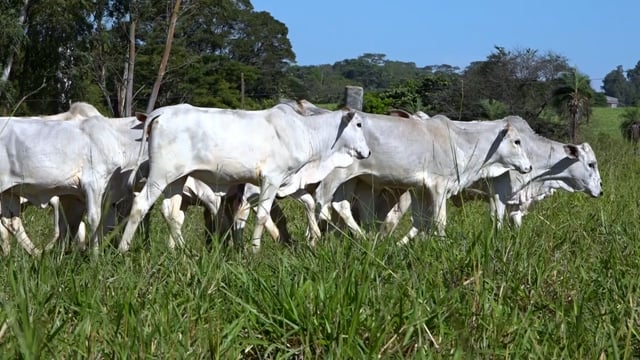 Lote 03