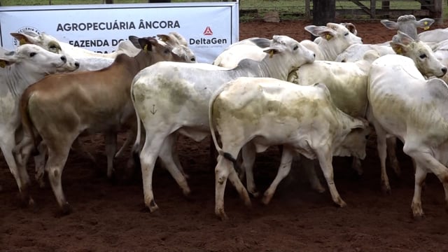 Lote 12C